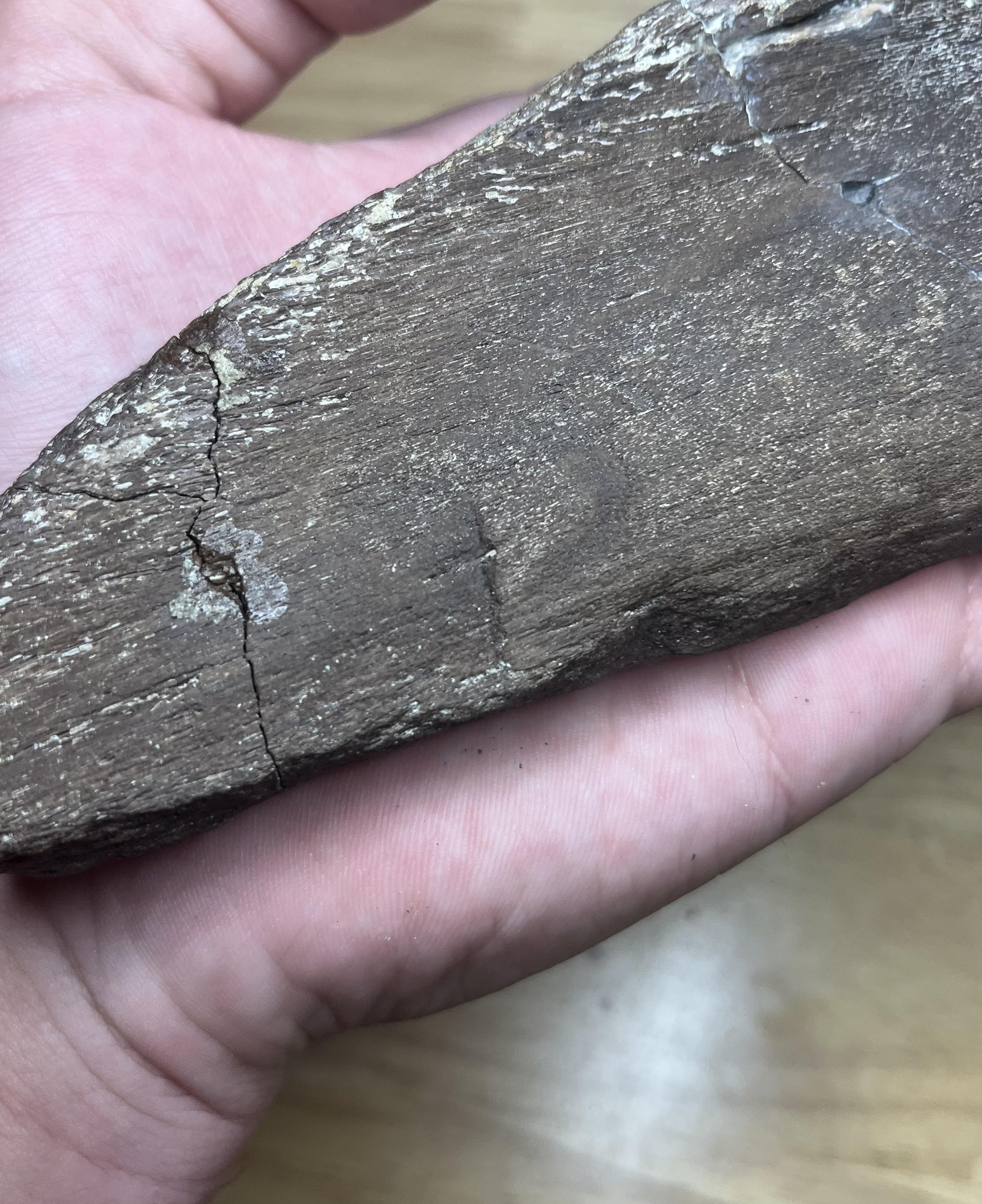 Edmontosaurus Scapula Fragment with Bite Marks Hell Creek FM, SD