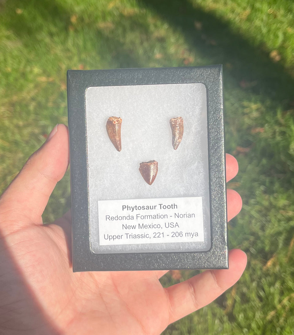 Phytosaur Teeth Triassic Redonda FM, NM