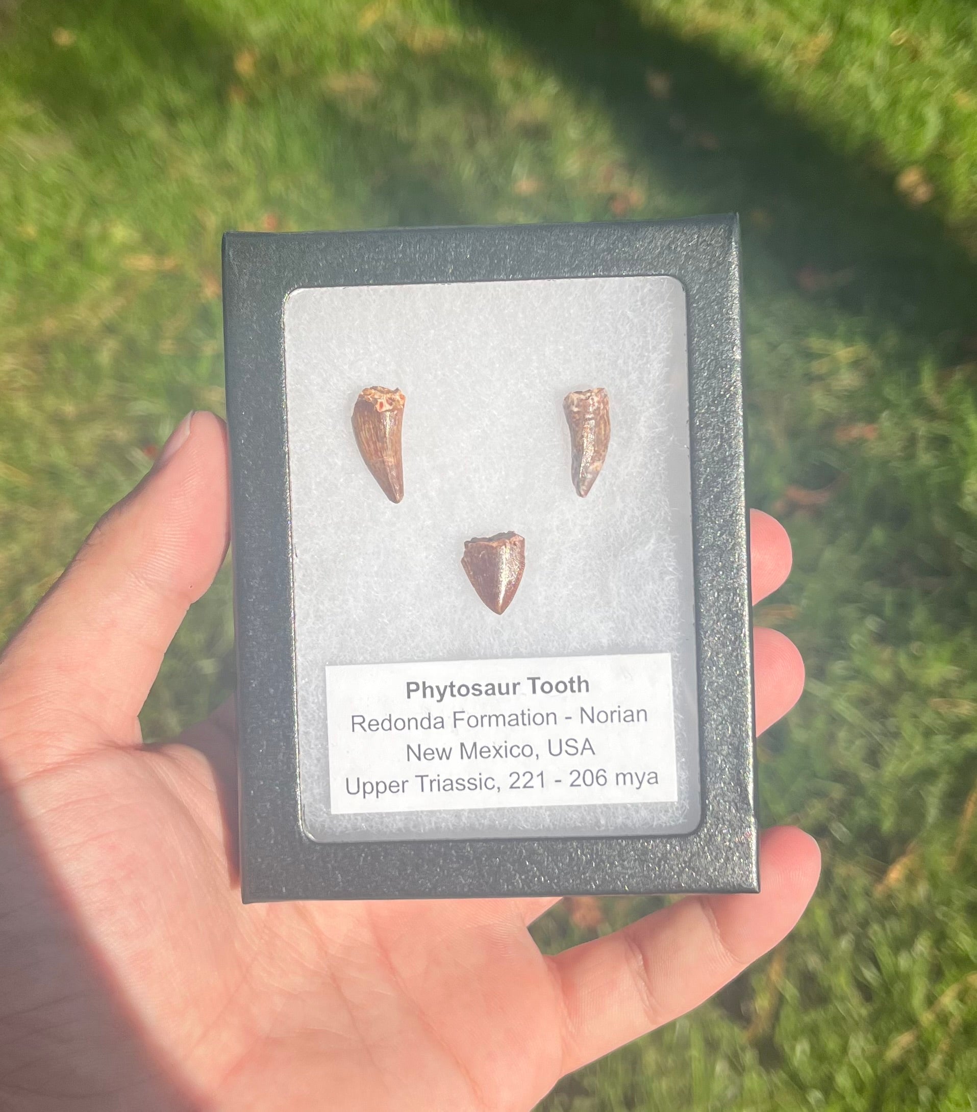 Phytosaur Teeth Triassic Redonda FM, NM
