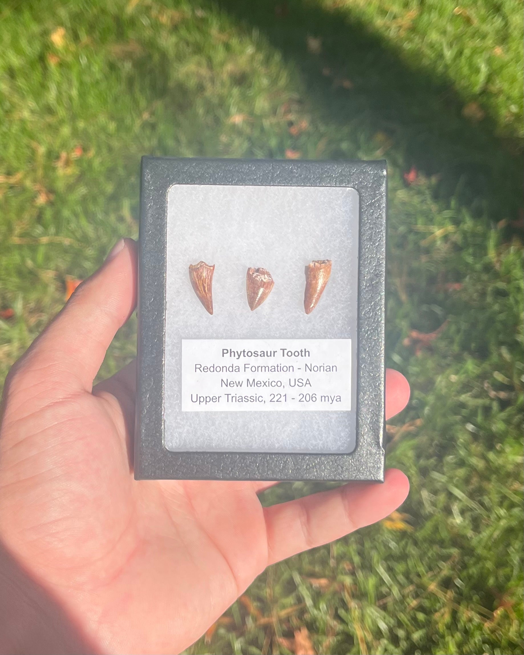Phytosaur Teeth Triassic Redonda FM, NM