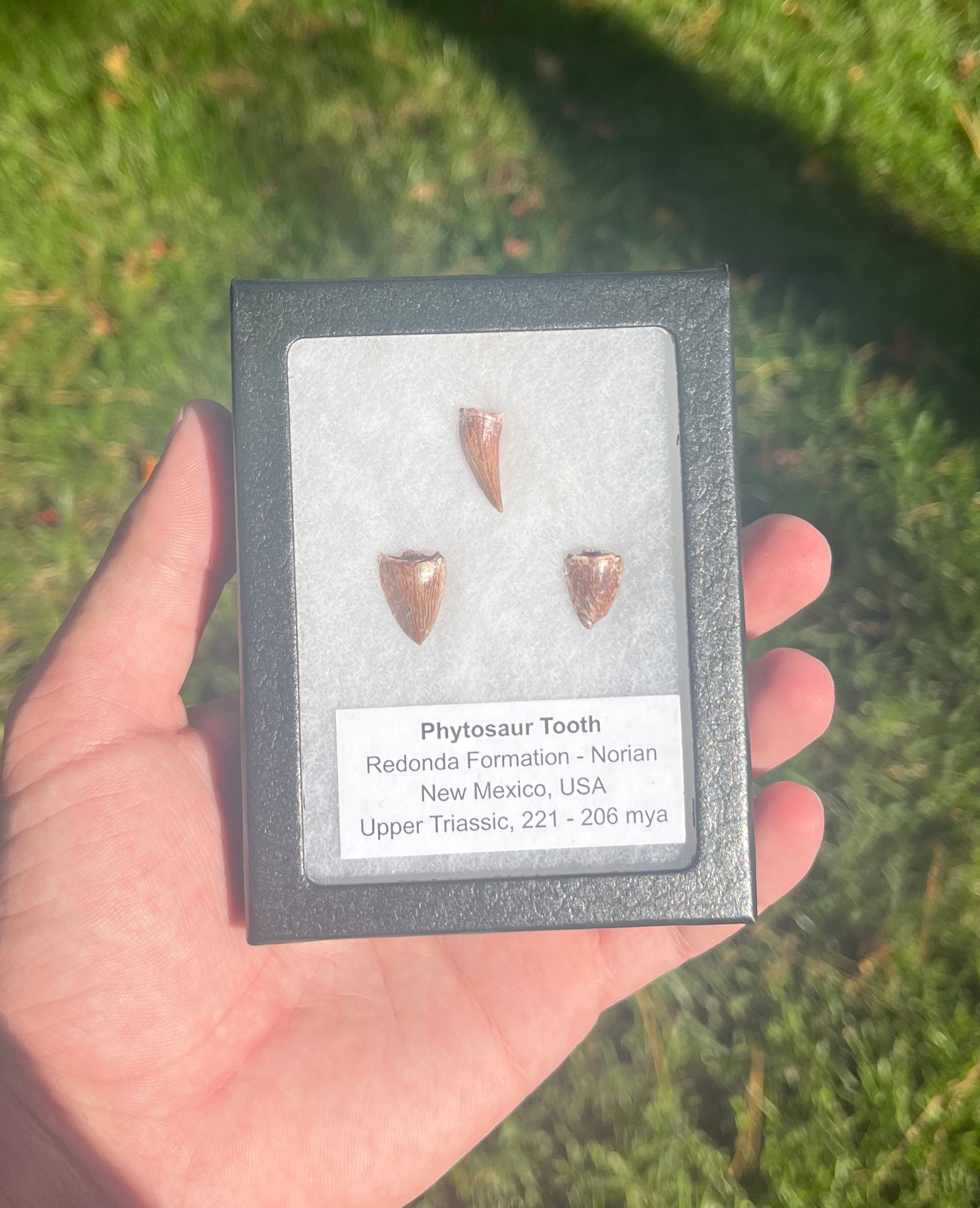 Phytosaur Teeth Triassic Redonda FM, NM