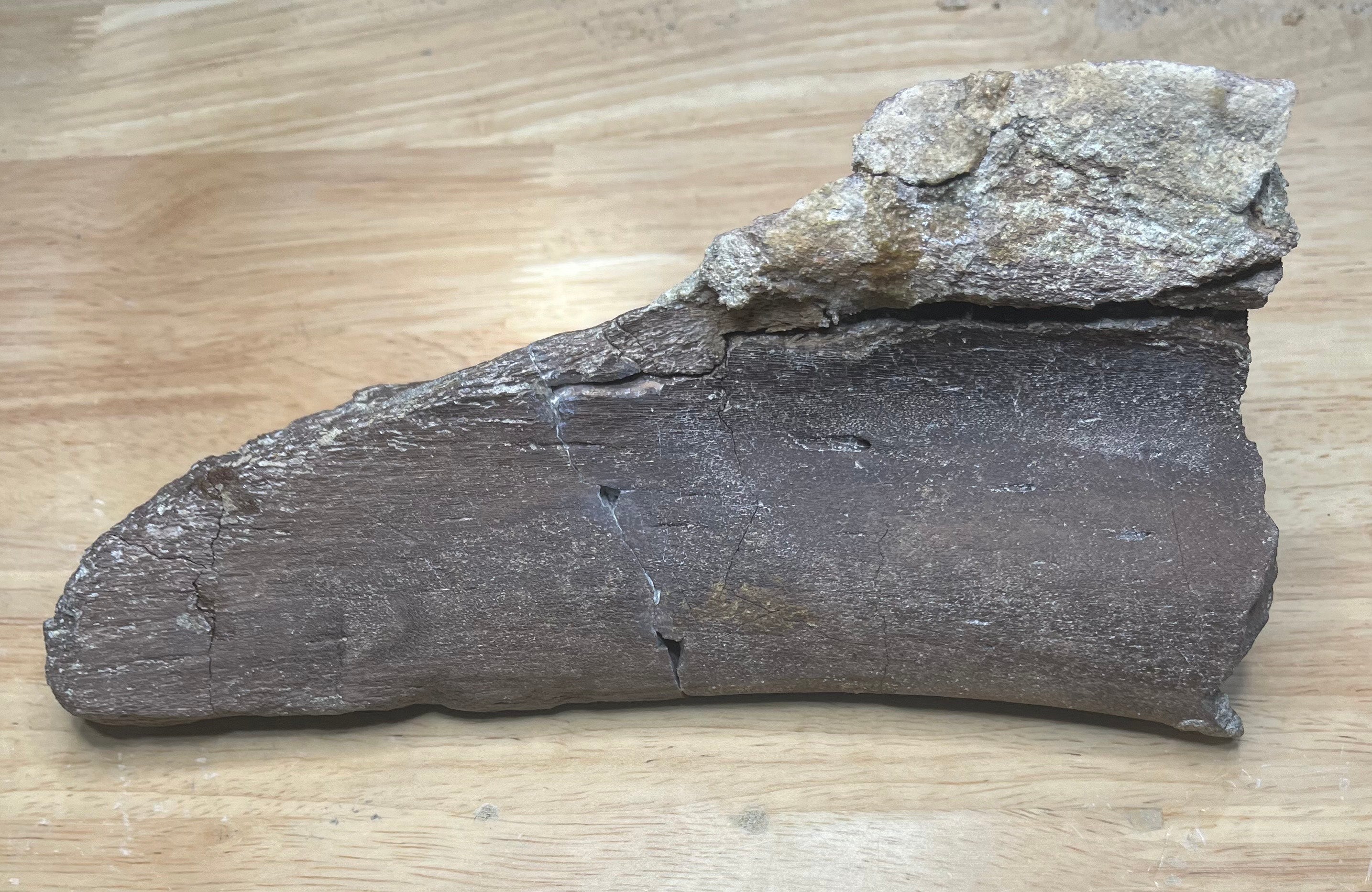 Edmontosaurus Scapula Fragment with Bite Marks Hell Creek FM, SD
