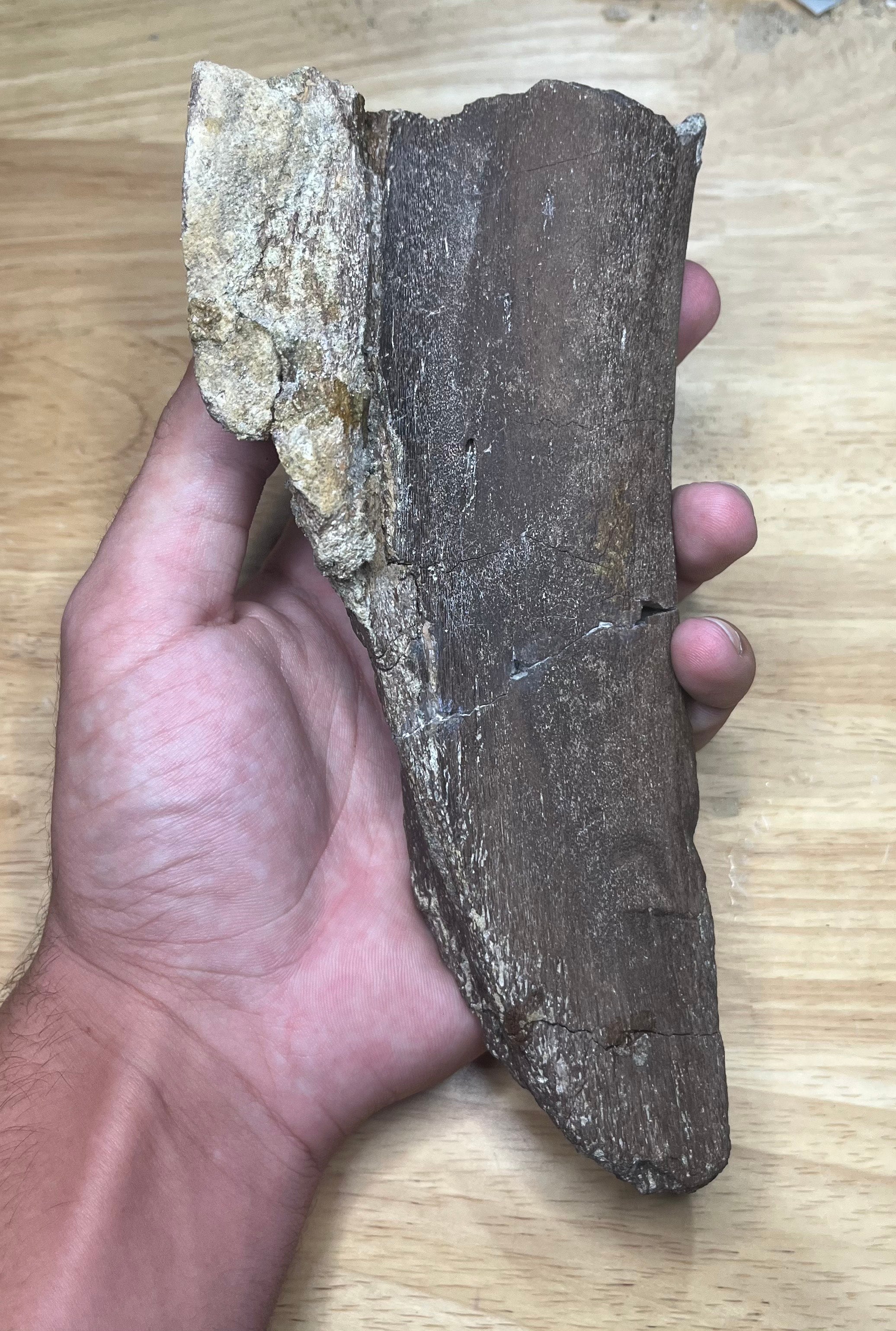 Edmontosaurus Scapula Fragment with Bite Marks Hell Creek FM, SD