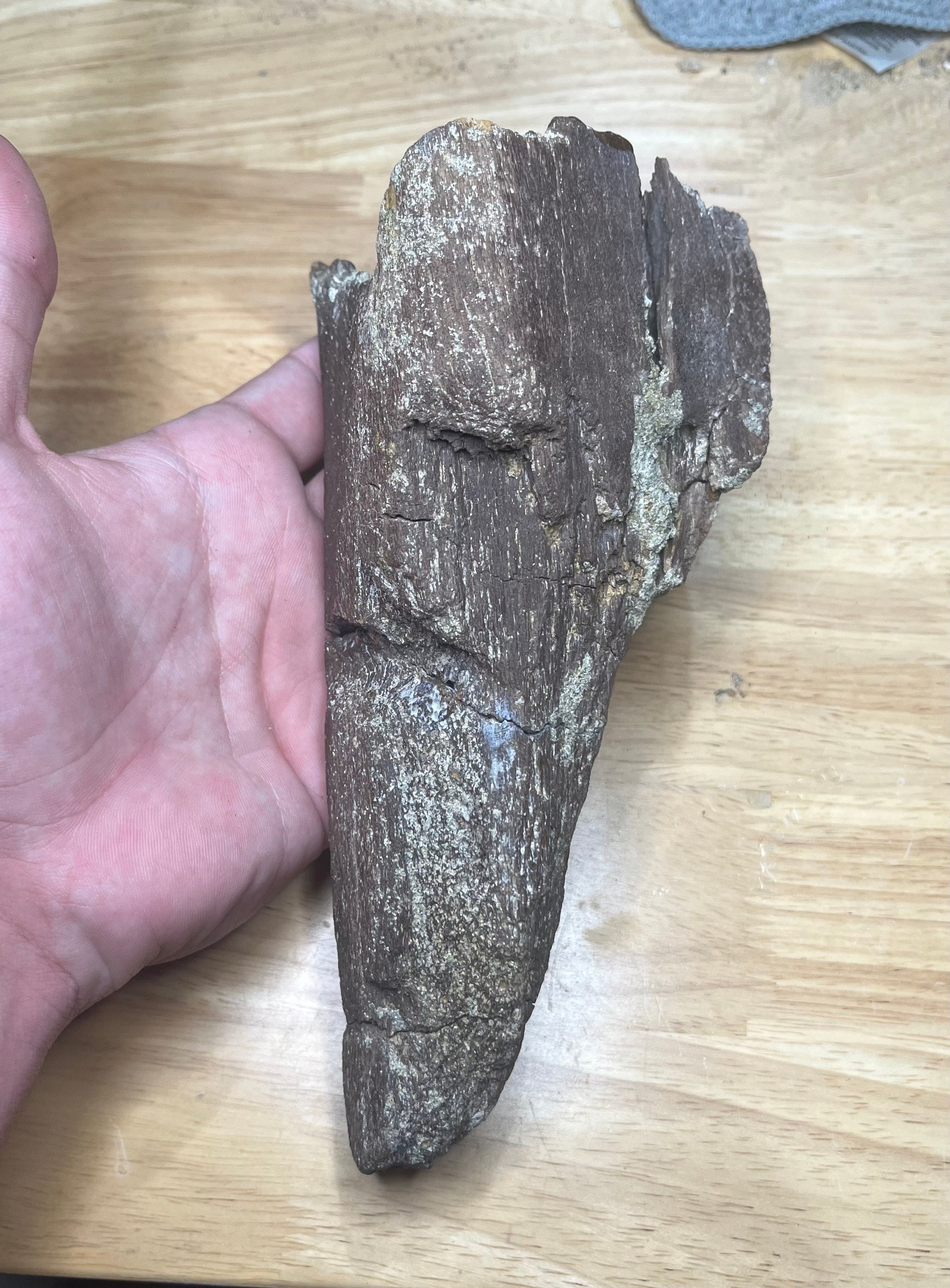 Edmontosaurus Scapula Fragment with Bite Marks Hell Creek FM, SD